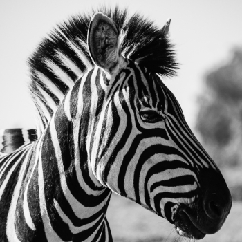 Zebra Portrait