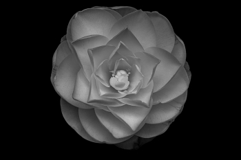 Symmetry in Fractals