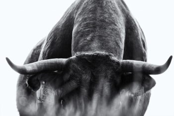 cow attitude