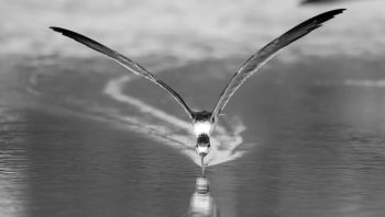 Skimming