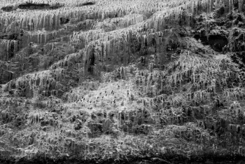 Kormorant Snow