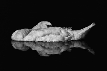 swan boat
