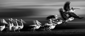 Taking Flight