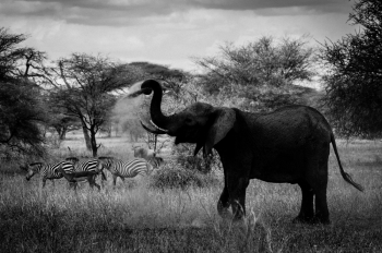 Tanzania wildlife