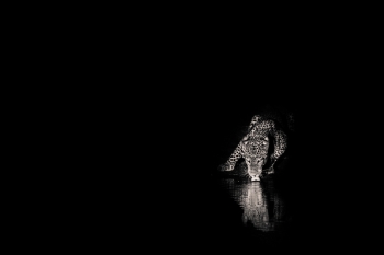In the Dark