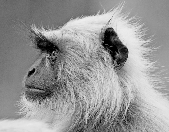 Langurs