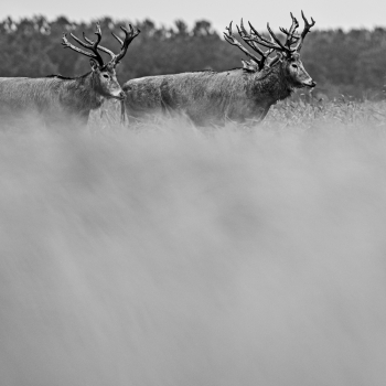 Hear the wind- Pere David's Deer of the Yangtze River