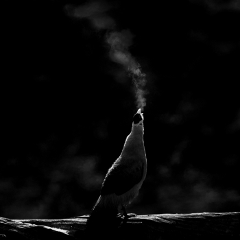 White Eared Pheasant against light