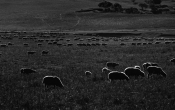 Grazing