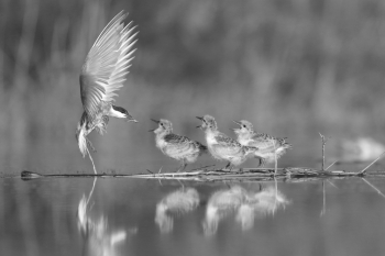 Terns