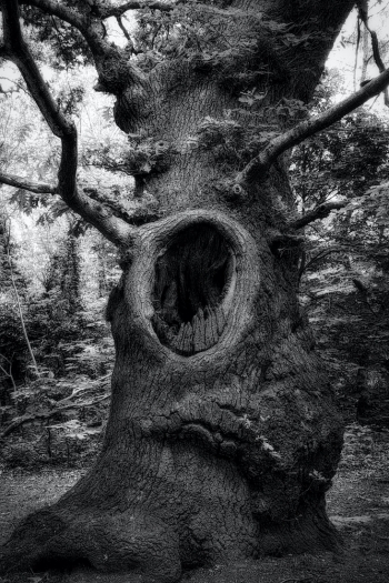 The Screaming Tree