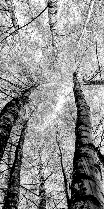 FOLLOW THE BIRCH