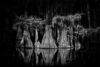 Caddo Lake Cypress