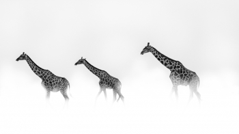 The march
