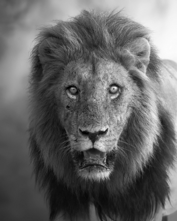 African strength