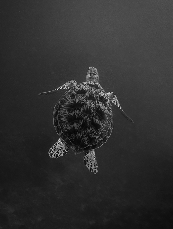 Turtle Gili Air