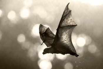 Flying Fox