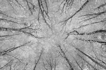  Looking at the sky at Dereen Woods