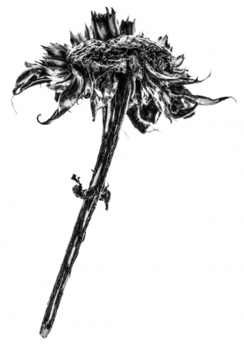 Morbid Beauty