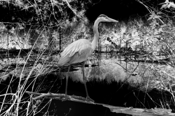 THE LAST HERON