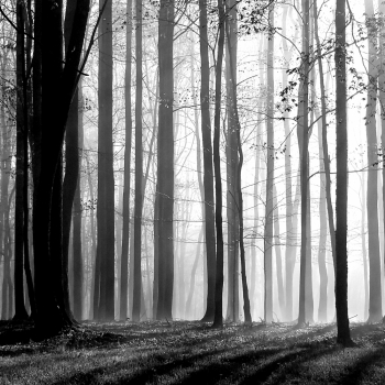 A Fading Forest