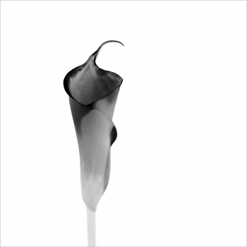 Botanics in White and Black