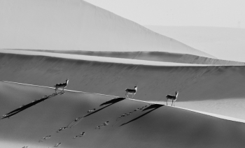The shadow in the desert