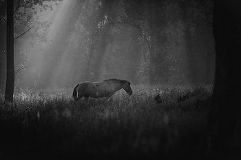 Wild guardians