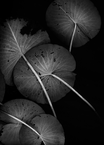 Aquatic plants
