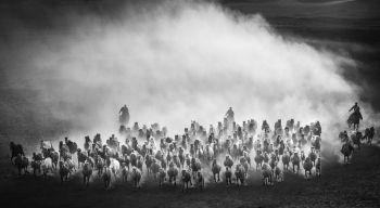 Horse race