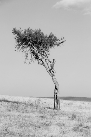 Sentinel