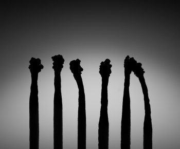 Survivors