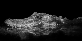 Gator Portrait 3