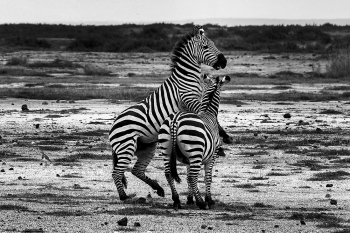 Frolicking Zebras of Amboseli
