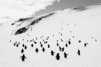 Walking penguins
