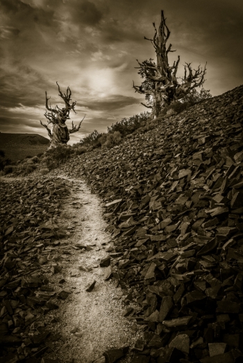 Shadowed Pathways