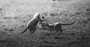 Spirited Play