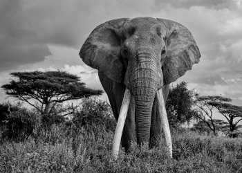 The Land of the Giants