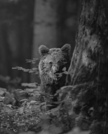 LAND OF BEARS