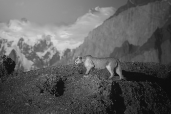 Chile, the Puma is on the prowl