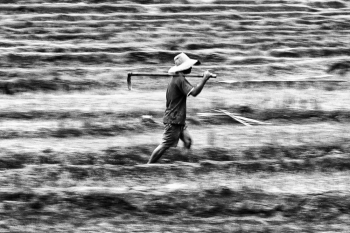 In the kingdom of rice fields