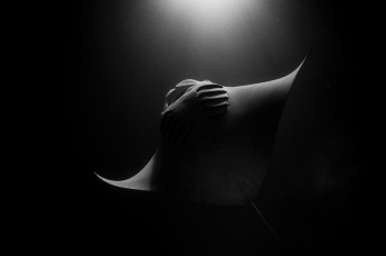 Manta Ray