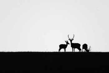 Silhouette
