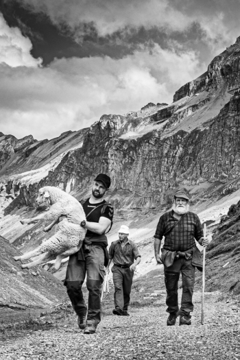 The shepherds