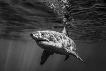 Great White Shimmer