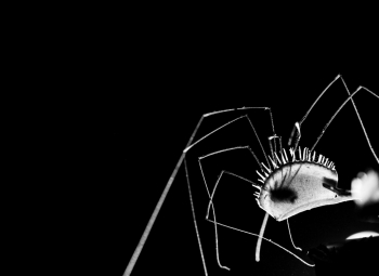 Becoming the prey 