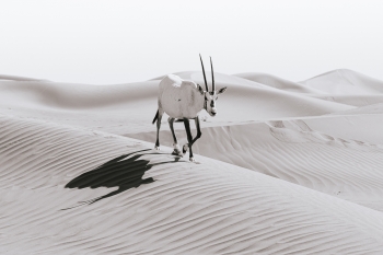 Arabian oryx
