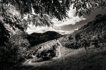 The Prosecco Hills of Conegliano and Valdobbiadene