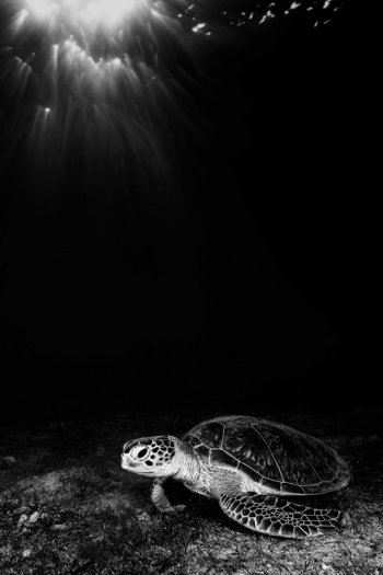 Into the deep