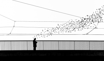 The starlings’dance
